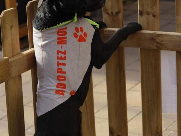 Création de capes pour chiens pour l'association Galia