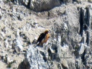 Pralognan vu du Bochor, le Gypaète barbu, le 2ème groupe sur le sentier panoramique