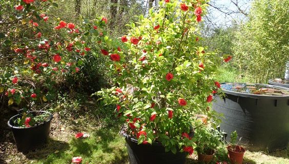 Les fleurs du jardin...