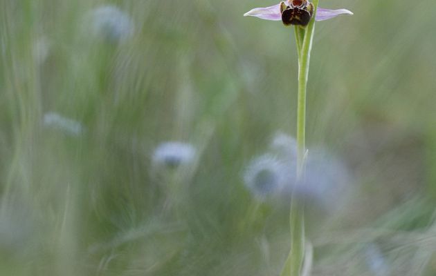 Ophrys Abeille sur fond bleu. Photo de Christabelle