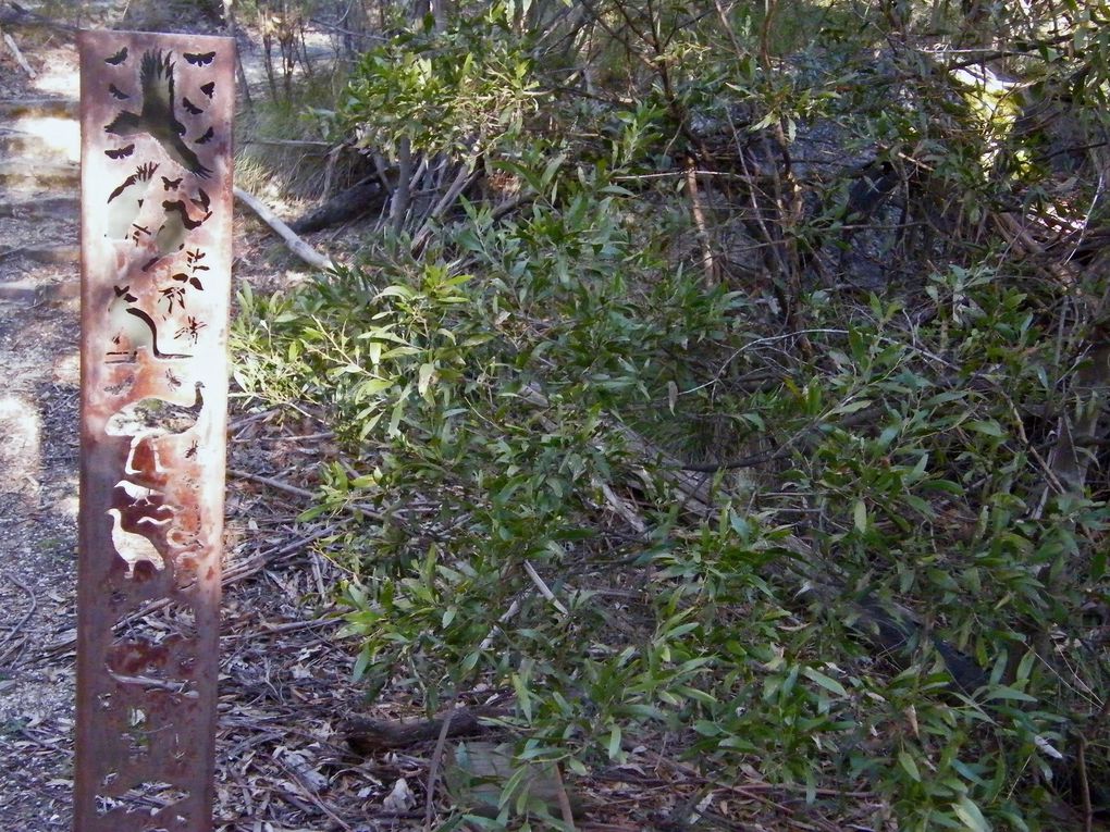 Picnic à Tidbinbilla