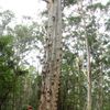 La forêt des géants