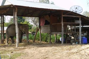 Le village éléphant de Ban Ta Klang