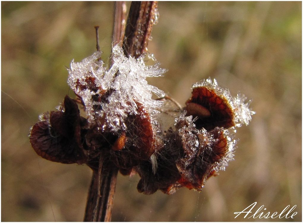 Album - givre--glace- neige