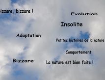 CURIOSITES de la nature, adaptation, comportements étonnents, petites histoires amusantes