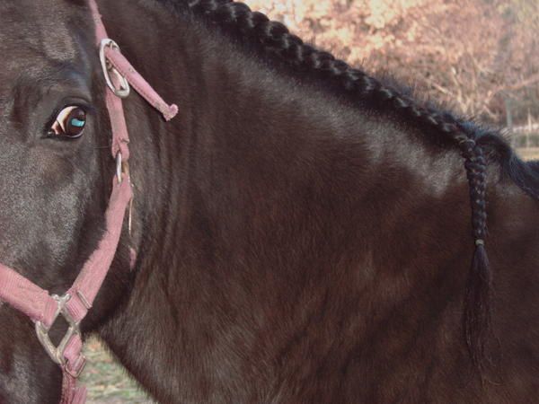 L'approche est une &eacute;tape importante dans la connaissance du cheval, car elle permet un lien physique qui permettra anniler toutes les craintes infond&eacute;es par rapport &agrave; la plus belle conqu&ecirc;te de l'homme.