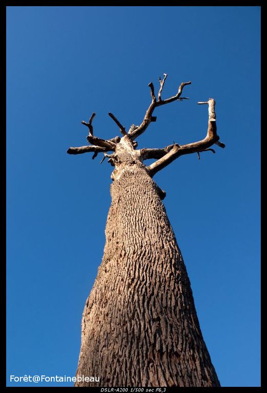 Les arbres remarquables de la forêt de Fontainebleau.