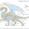 L'anatomie du dragon...