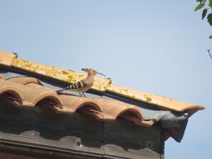 La Huppe fascié, un superbe oiseau.