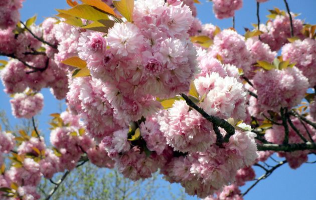 L'époque des cerisiers à fleurs