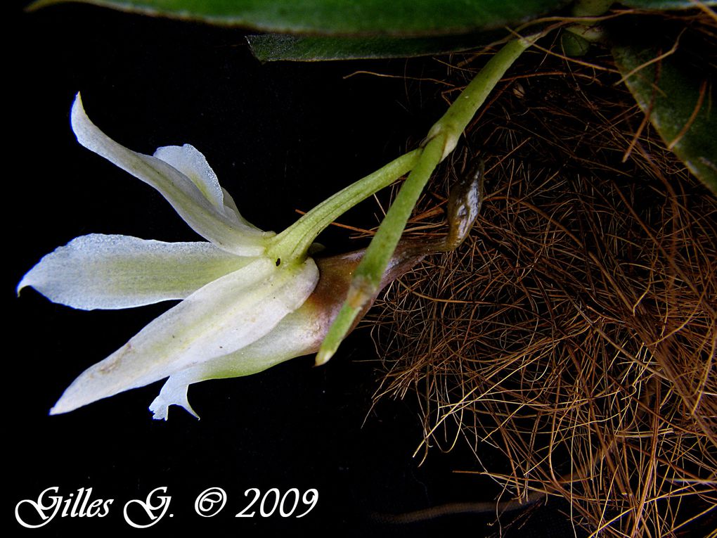 D'autres orchidées africaines ou des Mascareignes en plus de mes Aerangis.