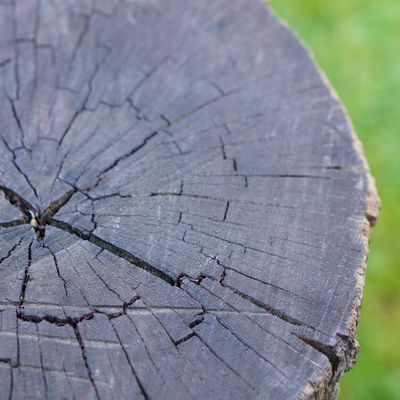La Roche Jagu : une balade-conférence dans la partie secrète du parc