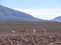 San Pedro de Atacama, un détour inattendu. 