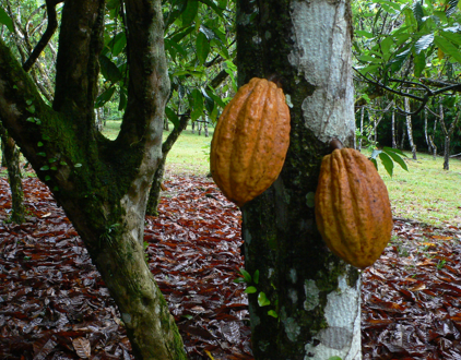 Le Chocotourisme