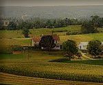 #White Niagara Producers Pennsylvania Vineyards page 2