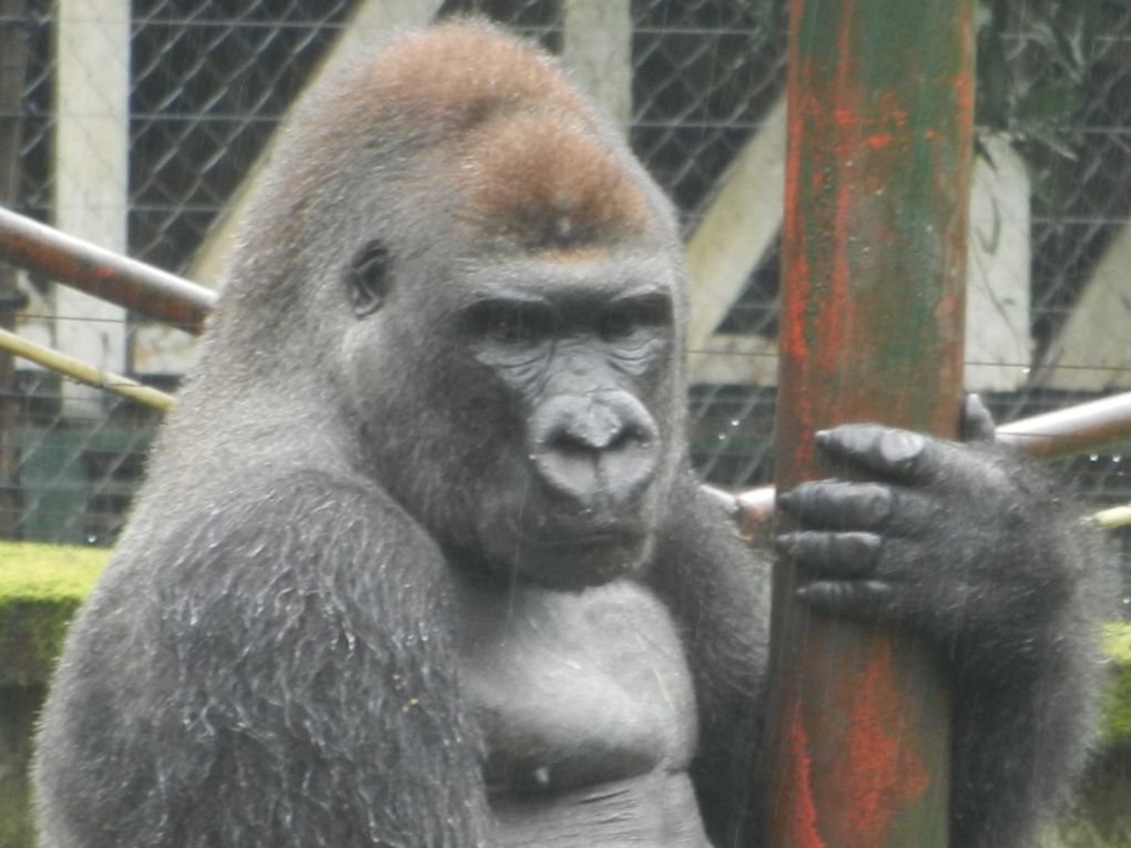 Limbé et ses plages, son parc botanique, son centre de la faune, son activité. Buea base pour le Mont Cameroun et le pont M'Fundi base pour le Nigeria