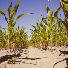 Le maïs kényan offre une leçon sur les défis et les opportunités de la chaîne d'approvisionnement alimentaire