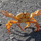 Je te présente pas Palbociclib et Faslodex finalement - Les crabes dansent au Croisic
