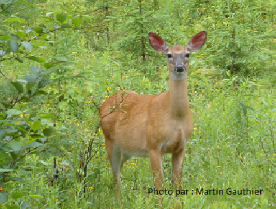 Photos d'animaux prise dans la réserve faunique Papineau-Labelle.