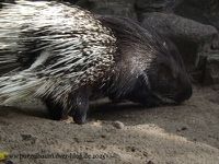 Zebras, Erdmännchen, Flamingos, Panzernashorn, Humboldt-Pinguin, Schimpanse, Stachelschwein