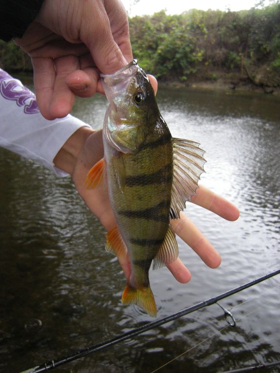 Voici les cheupers, le poisson KFT par excellence hihi !!!