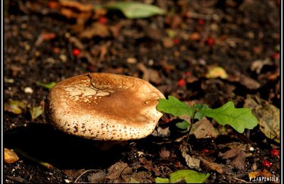 Comestible ou vénéneux