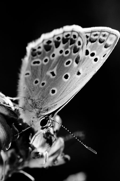 Le monde des insectes au travers mon regard