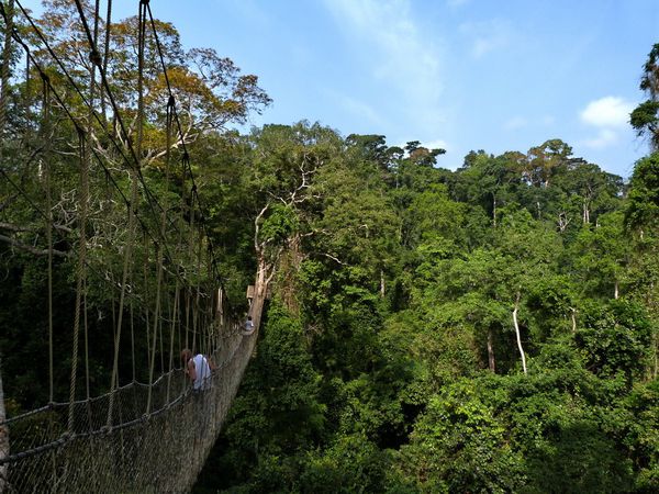 Le parc national de Kakum.