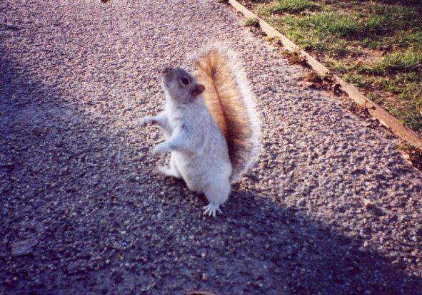 Album - Squirrel---Chipmunk