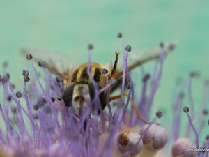 LA POLLINISATION. les pollinisateurs sont très nombreux et très actifs. Des papillons, des mouches de toutes sortes,sans oublier l'abeille et même la guêpe, et bien d'autres..