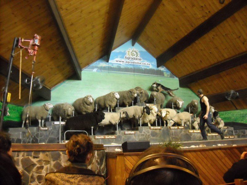 Album - Rotorua-Agrodome-Village-Maori