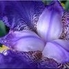 Iris de mon jardin - 2006