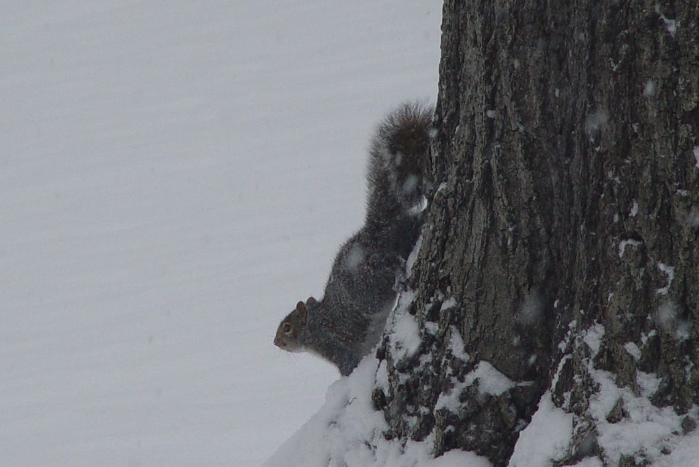 Album - Squirrel---Chipmunk