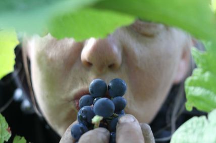 L’histoire naturelle de Caroline Henry