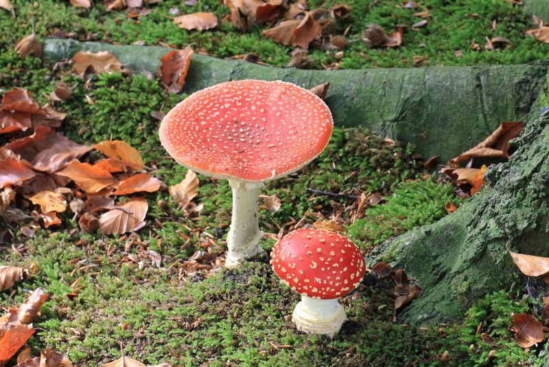 Champignons - Amanites tue-mouches