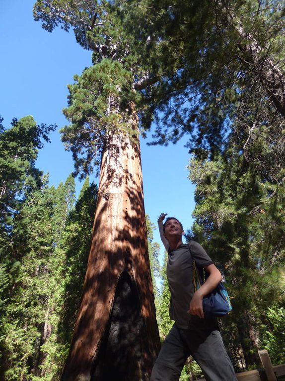 Road trip aux USA, étape 10 : Sequoia park, aux pays des géants
