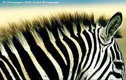  The optical effects of zebra mane      /        Les effets d'optique de la crinière du zèbre