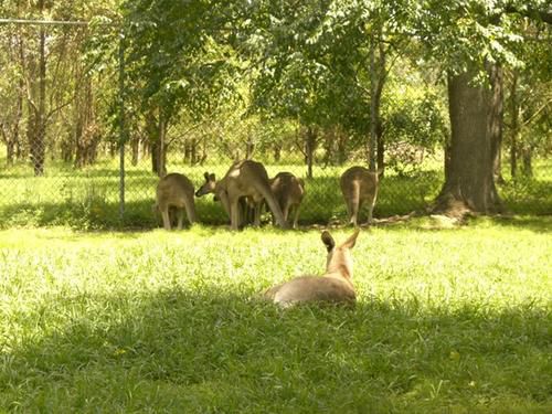 Hier die zweite Ladung an Bildern vom Australia Zoo sowie brandneu von der Lone Pine Koala Sanctuary - enjoy!!!!