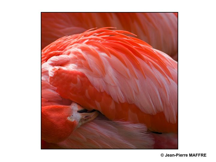 Que de plumes ! Moulin rouge, Folies Bergères, Lido ? Raté : Flamants roses tout simplement.