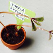 Test de semis de produit "ludique" : les trèfles a quatre feuilles - Le blog botanique de Nanie, petit à petit : un micro jardin urbain en expérimentation