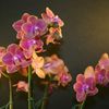 Phalaenopsis Sweet memory