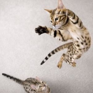 Chat Vetocourtiade