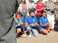 14 tortues remises à la mer sur la plage du Puig (Valencia Espagne).