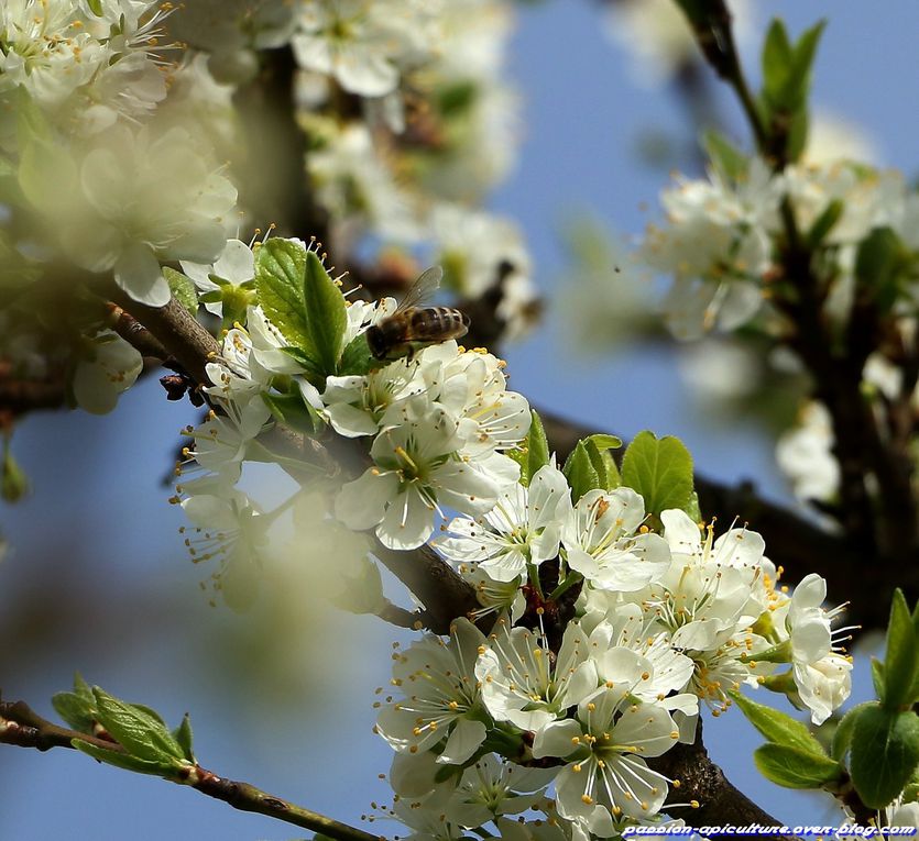 Mirabellier-en-fleurs