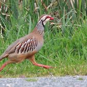 au pas de course. - Curieux de nature?