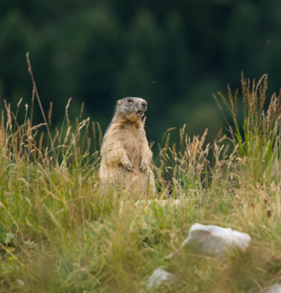 Marmottes en Maurienne - Aussois