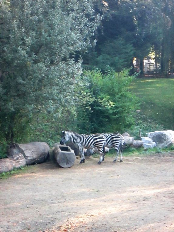 Notre ballade au Zoo de Lille et au parc situé juste à coté du Zoo !!! 