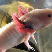 Photo/max4300: (L'axolotl ou salamandre aquatique)