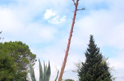 Leucate : le chemin du berger !