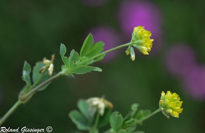 Le Trèfle douteux, Petit Trèfle jaune (Trifolium dubium)